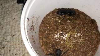 Warrior beetle vs Burrowing Wolf Spider