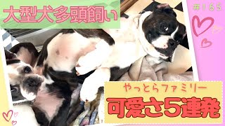 【大型犬多頭飼い】飼い主だけが知るコワモテ犬種のウラの顔、お見せします。（ピットブル、秋田犬、グレートデーン、ボクサー）