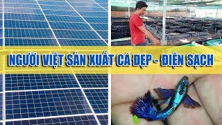 TRẠI CÁ kết hợp sản xuất ĐIỆN MẶT TRỜI tại Việt Nam |  Fish farm combines solar production