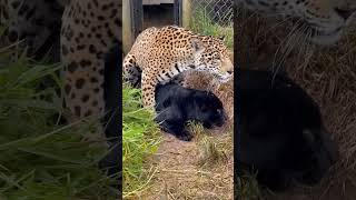 Rare footage of a leopard and black panther together#shorts