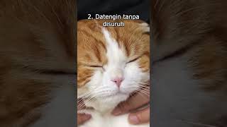 Tanda Kucing Suka Sama Kita