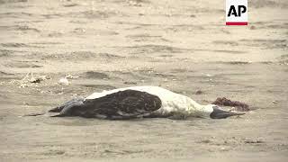 14,000 seabirds die of avian flu in Peru