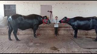 Sir Shiv kumar  Nehla pashu mella ||🏆Winner Bull \u0026 Jhoti Vill. Balak Hisar