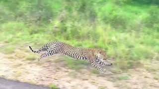 A leopard catches a baby warthog.