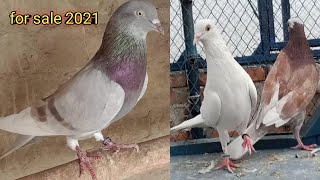 patti wale kabootar | top quality pigeon 2021 | 😱😱😱faisalabad pigeon