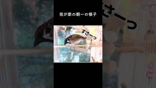 寝坊助は誰だ？　3羽の朝一の様子　シナモン文鳥ぷりんと保護雀ちゅんよん#shorts #sparrow #癒し