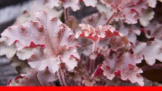 Top 10 Heuchera Varieties 🛋️