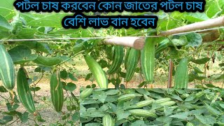 হাইব্রিড জাতের পটল ফলন হবে দিগুণ পটলের জগতে সবচেয়ে বেশি লাভ বান ফসল পটল চাষ