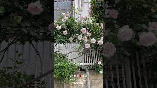 【HD動画】2024年5月22日  薔薇が満開です。 #flowers #garden #癒し#自然 #naturelovers #薔薇は美しく散る #ばらの花 #rosegarden