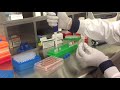 Altogen Biosystems In Vitro PGHAM Transfection Tutorial