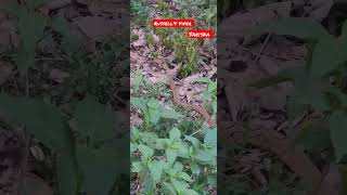 मौत का दूसरा नाम Russell's Viper Sariska Tiger Reserve #sariska #video #shortvideos #russellviper