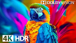 BEST OF Dolby Vision HDR 4K Video ULTRA HD (120 FPS)