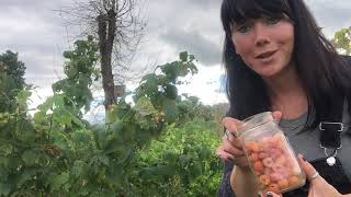 Harvesting Fall Gold Raspberries, So Many Raspberries, | Vlog |