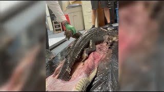 5-Foot Gator SWALLOWED by 18-Foot Burmese Python in Florida Everglades | NBC 6 News