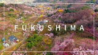 【花絶景】福島の桃源郷・花見山公園へ行ってきました！