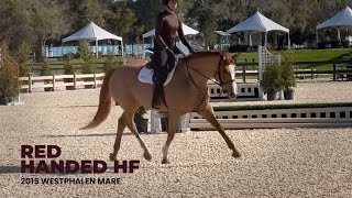 RED HANDED HF // 2025 HITS Ocala Winter