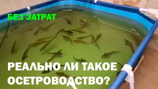 Осетроводство без вложений. Реально ли? УЗВ на минималках.