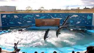 仙台うみの杜水族館 イルカアシカのパフォーマンス 190101 10:00～