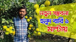 বারি ১ হলুদ জাতের মাল্টা চাষে সফল সজল  আহমেদ |  Krishi kotha | কৃষি কথা