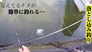 堤防の際に生きたカニを落とすだけで簡単に黒鯛が釣れます「ヘチ釣り」「落とし込み釣り」