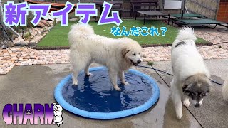 【新商品】現場の反応はどうでしょう？【Great Pyrenees】