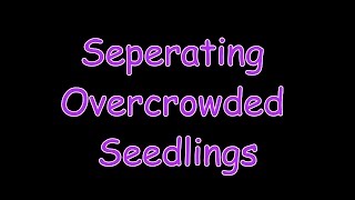 Seperating Overcrowded Seedlings