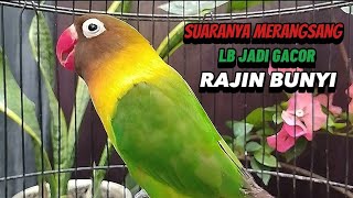 Suaranya Merangsang Lovebird Jadi Gacor RAJIN BUNYI,Pancingan Burung LB Fighter Ngekek Panjang