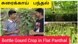 சுரைக்காய்  பந்தல் Bottle Gourd Crop in Flat Panthal