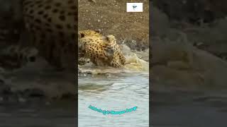 ಚಿರತೆ ಮೇಲೆ ಮೊಸಳೆ ಧಾಳಿ😳 | Cheetha 🐆Attaacked by Crocodile🐊 | #shorts #attack