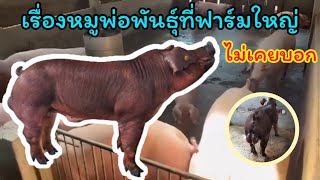 เรื่องหมูพ่อพันธุ์ที่ฟาร์มใหญ่ไม่เคยบอกให้รู้ - เกษตรมาริ EP.30