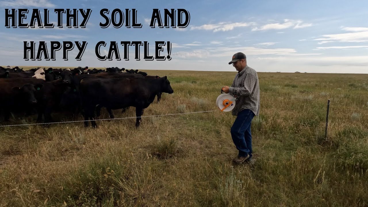 Maximizing Cattle Health And Productivity Through Rotational Grazing ...