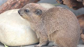 ケープハイラックス、俊敏に動いていたと思ったらもう寝てる（笑）【京都市動物園】