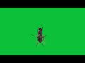 housefly land and take off green screen