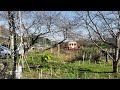 小湊鐵道 月崎駅を発車する電車