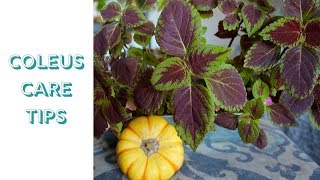 Coleus Plant | Indoor Care Tips!