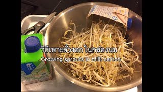 วิธีเพาะถั่วงอกในกล่องนม How to grow bean sprouts in milk cartons