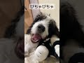 bernedoodle dog puppy 犬のいる暮らし バーニーズマウンテンドック cute blackcat 子犬 噛む犬 おもちゃ