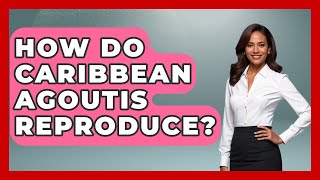 How Do Caribbean Agoutis Reproduce? - The Caribbean Expert