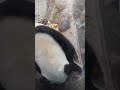 每日最新 😍绝妙眼神交流！🐼萌萌 萌兰妈妈 大熊猫 my cute panda