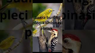 Suara burung pleci kombinasi burung platuk ampuh buat mikat burung yg susah di pikat