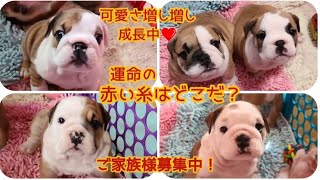 【赤い糸は…】可愛い女の子達のご家族様募集中です！#bulldog #ブルドッグ #ブリーダー #ブル #いぬ #baby #かわいい子犬 #ブルドッグのいる生活 @bullto