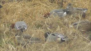 210321海王バードパーク野鳥カモさん群中の島で採餌0 29