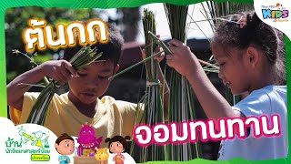 ต้นกกจอมทนทาน | บ้านนักวิทยาศาสตร์น้อย