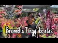 5 JENIS BROMELIA TINGGI KE ATAS