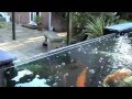 Koi pond 5000 gallons 2M x 1M window By Mick Gibbs Koi pond 5000 gallons 2M x 1M window By Mick Gibbs