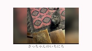 #風の猫　さっちゃんのいちにち・・・