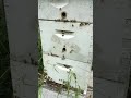 HONEY BEES enter and exit the hive FLAWLESSLY