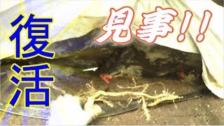 2019年春きゅうり!!こっこりん細粒とミクロンを初期に施肥した株の根張り確認!!／きゅうり農家／きゅうり栽培／愉快なshata農園