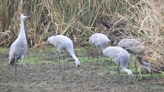 Hiwassee Wildlife Refuge Dec 17 2017