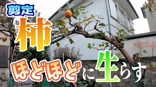 【植木】柿をほどほどに生らす剪定【やきち流】